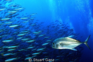 Ulua on the hunt by Stuart Ganz 